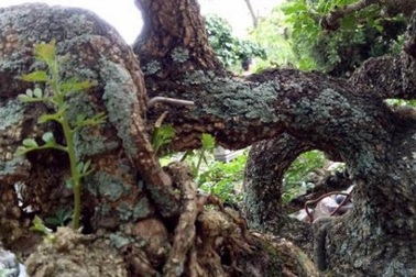 Săn cây "cần thăng" đồn giúp thăng quan tiến chức, giá nghìn đô?