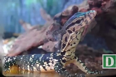 Những sinh vật không phải ai cũng dám sờ tại Lễ hội trái cây Nam bộ