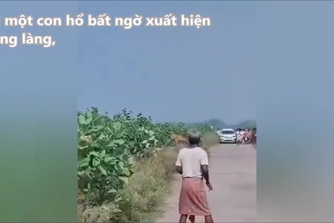 Hổ tấn công dân làng khiến nhiều người hoảng loạn