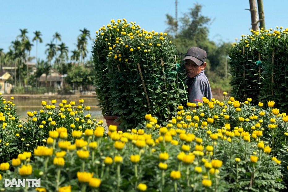 نیم میلیون گلدان گل داوودی برای کشاورزان شادی به ارمغان میآورد - 2 Nửa triệu chậu hoa cúc nở rộ mang đến niềm vui cho người nông dân - 2