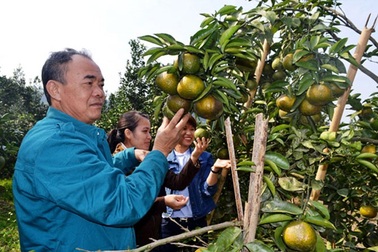 Bỏ đời "nay đây mai đó", về chăm vườn nhà thu 3 tỷ đồng/năm