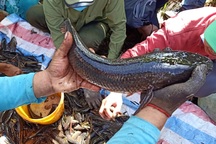 Xem người dân miền Tây bắt cả trăm ký cá đầy sáng tạo