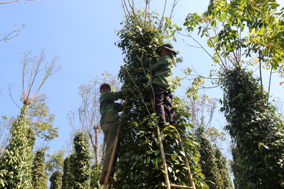 Hàng trăm người tất bật vào việc ăn cơm dưới đất, làm việc trên cây... - 2 Hàng trăm người tất bật vào việc ăn cơm dưới đất, làm việc trên cây... - 2