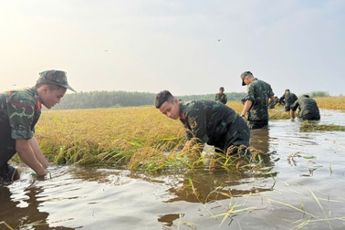 Tây Ninh huy động chiến sĩ giúp dân thu hoạch lúa chạy lũ