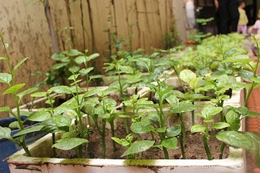 Lạc vào những "vườn rau mini" của người dân Hà Nội