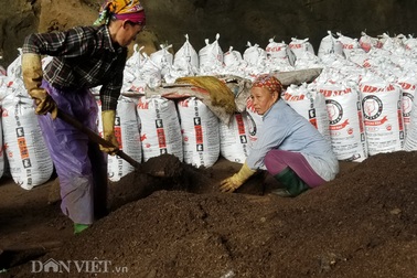 Nghề lạ ở Lạng Sơn: Gom "phân vua" trong hang tối kiếm ra tiền