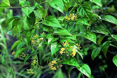 Hai học sinh ăn nhầm lá ngón, một em tử vong