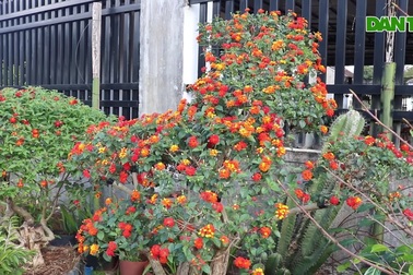 Cận cảnh vườn hoa ngũ sắc "hút khách" vào dịp Tết