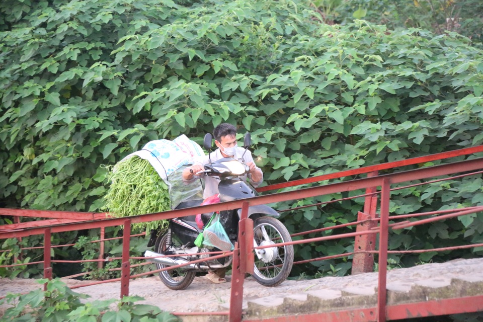 Hà Nội: Dậy từ 1h cắt rau bí, người trồng rau thu hàng chục triệu đồng/vụ - 10 Hà Nội: Dậy từ 1h cắt rau bí, người trồng rau thu hàng chục triệu đồng/vụ - 10