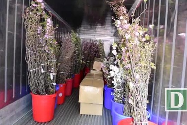 Choáng ngợp trước khung cảnh hoa anh đào khoe sắc tuyệt đẹp giữa Hà Nội