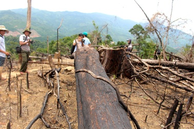 Vụ phá rừng trồng keo: Buông lỏng quản lý