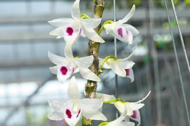 Sau cơn sốt lan đột biến, người mất tiền tỷ, kẻ... "mất hút"