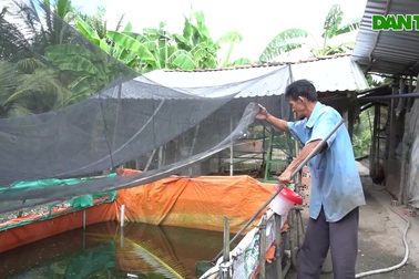 Lão nông Hậu Giang kể về bí quyết nuôi ba ba mang lại hiệu quả kinh tế cao