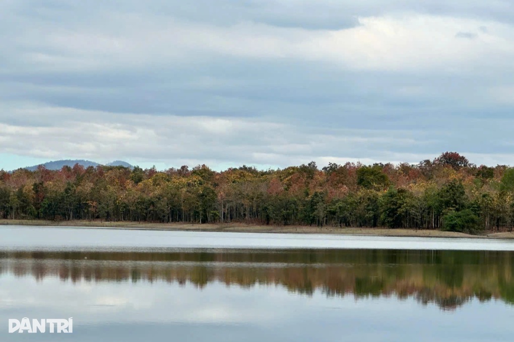 Rừng khộp lớn nhất Việt Nam đẹp nao lòng vào mùa thay lá - 3