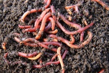 Bộ Y tế bác bỏ thông tin dùng giun đất chữa được Covid-19