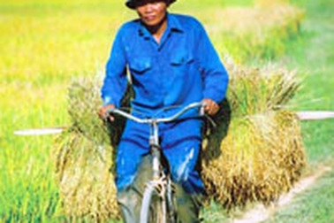 Lá thư nông dân và "hồi âm" của Bộ trưởng Nông nghiệp