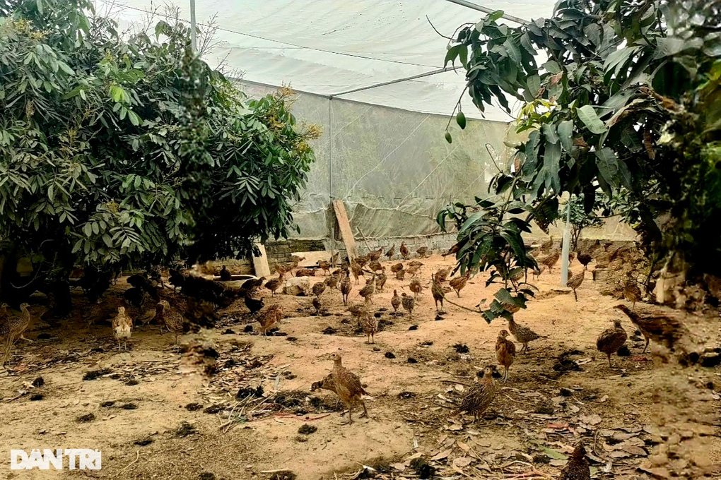 Người phụ nữ khởi nghiệp thành công với loài chim đuôi dài hơn người - 1 Người phụ nữ khởi nghiệp thành công với loài chim đuôi dài hơn người - 1