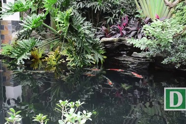 Chiêm ngưỡng hồ cá Koi giá bạc tỷ của dân chơi Hà Nội