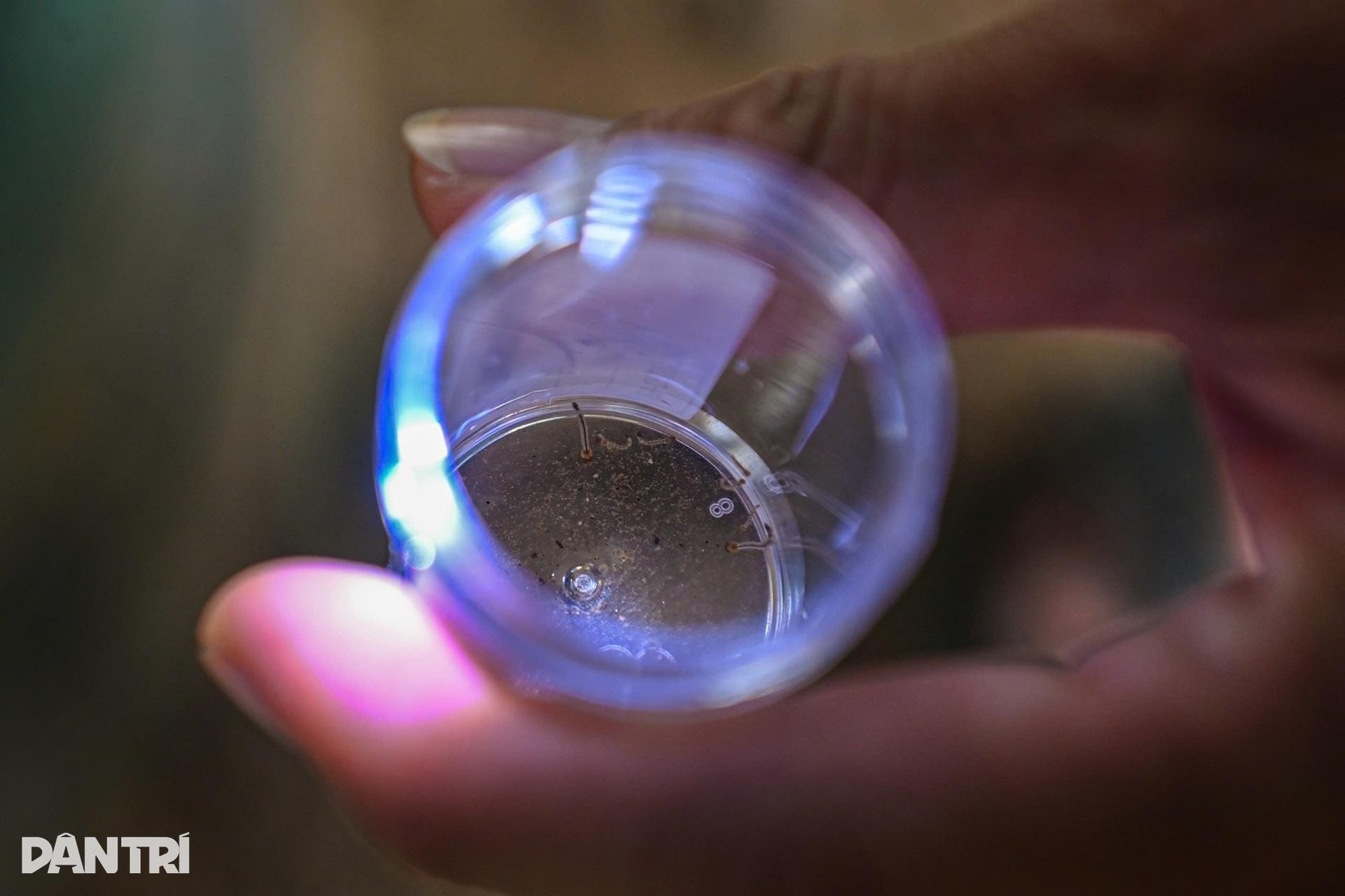 ហាណូយ៖ ចូលដល់កន្លែងចិញ្ចឹមមូសរាប់ពាន់ក្បាល ដើម្បីរកអាវុធការពារជំងឺគ្រុនឈាម - 1 Hà Nội: Vào nơi nuôi hàng nghìn con muỗi tìm vũ khí chặn sốt xuất huyết - 1