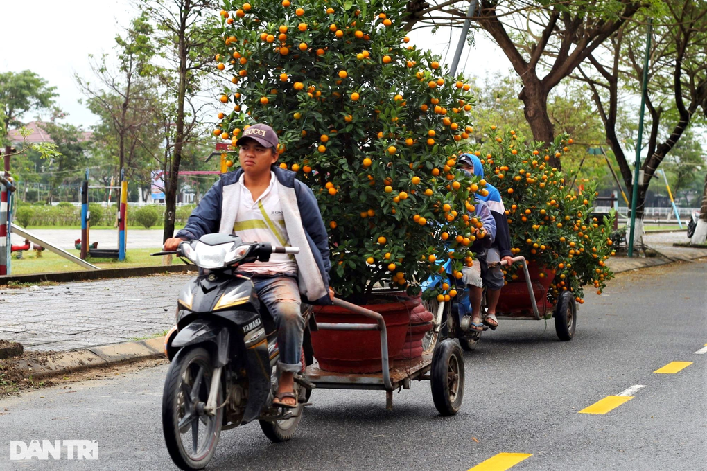 Vựa quất lớn nhất miền Trung hối hả vào vụ Tết - 9 Vựa quất lớn nhất miền Trung hối hả vào vụ Tết - 9