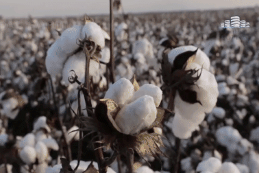 Cỗ máy thu hoạch bông bằng 200 người làm, tự đóng kiện thay nông dân