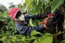 Tất bật thu hoạch khi cà phê được giá, người trồng vẫn lo "cụt" lãi