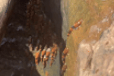 Đàn cá trê "vượt cạn", leo thác nước cao 4 mét