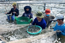 Miền Tây có tỷ lệ lao động nông nghiệp cao nhất nước