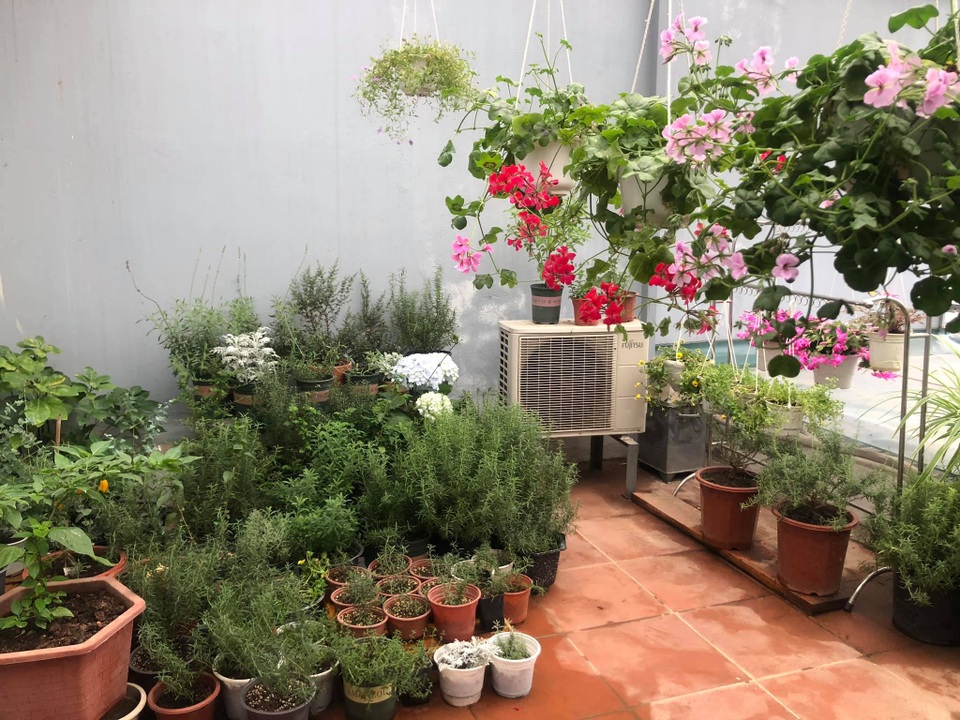 Khu vườn trăm loài thảo mộc xanh tốt trên sân thượng của mẹ đảm Hà thành - 3 Khu vườn trăm loài thảo mộc xanh tốt trên sân thượng của mẹ đảm Hà thành - 3