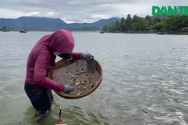 Ngâm mình săn chem chép giữa dòng sông Cu Đê