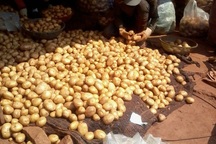 Biến khoai tây Trung Quốc thành khoai Đà Lạt 