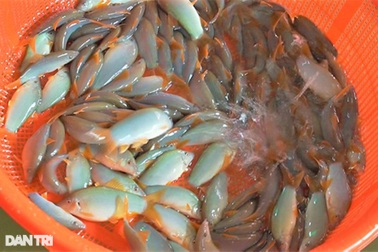 Lãi cao, "sống khỏe" nhờ nuôi loại cá heo chỉ nhỏ bằng 3 ngón tay