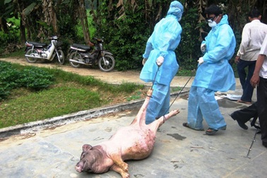 Đồng Nai: 4 xã có dịch heo tai xanh