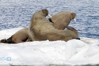 Băng tan khiến hàng nghìn con hải mã di cư đến bờ biển Alaska