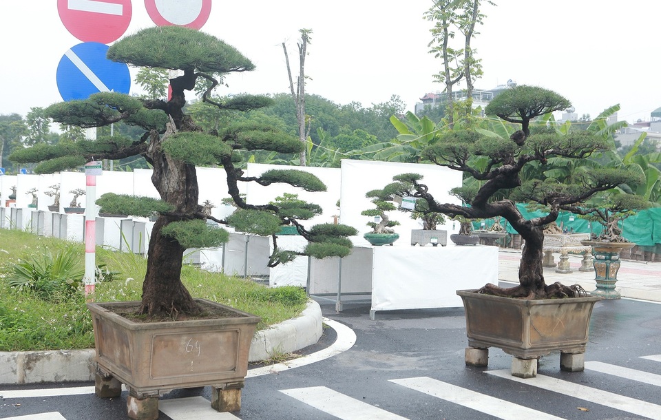 Ngắm tuyệt tác bộ tam đa tiền tỷ của “vua phi lao” miền Bắc - 9 Ngắm tuyệt tác bộ tam đa tiền tỷ của “vua phi lao” miền Bắc - 9