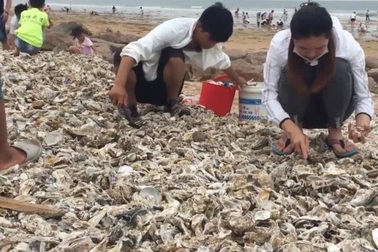 Hàu phủ kín bãi biển sau bão, du khách hồ hởi xách xô ra nhặt