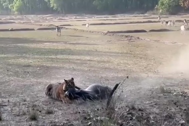 Hổ lao ra tấn công bò đang ăn cỏ trên đồng