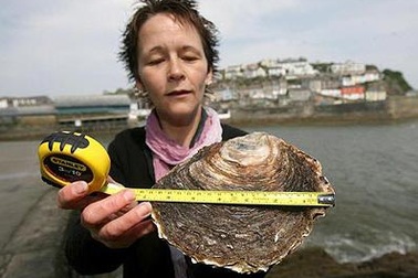 Con hàu lớn nhất nước Anh