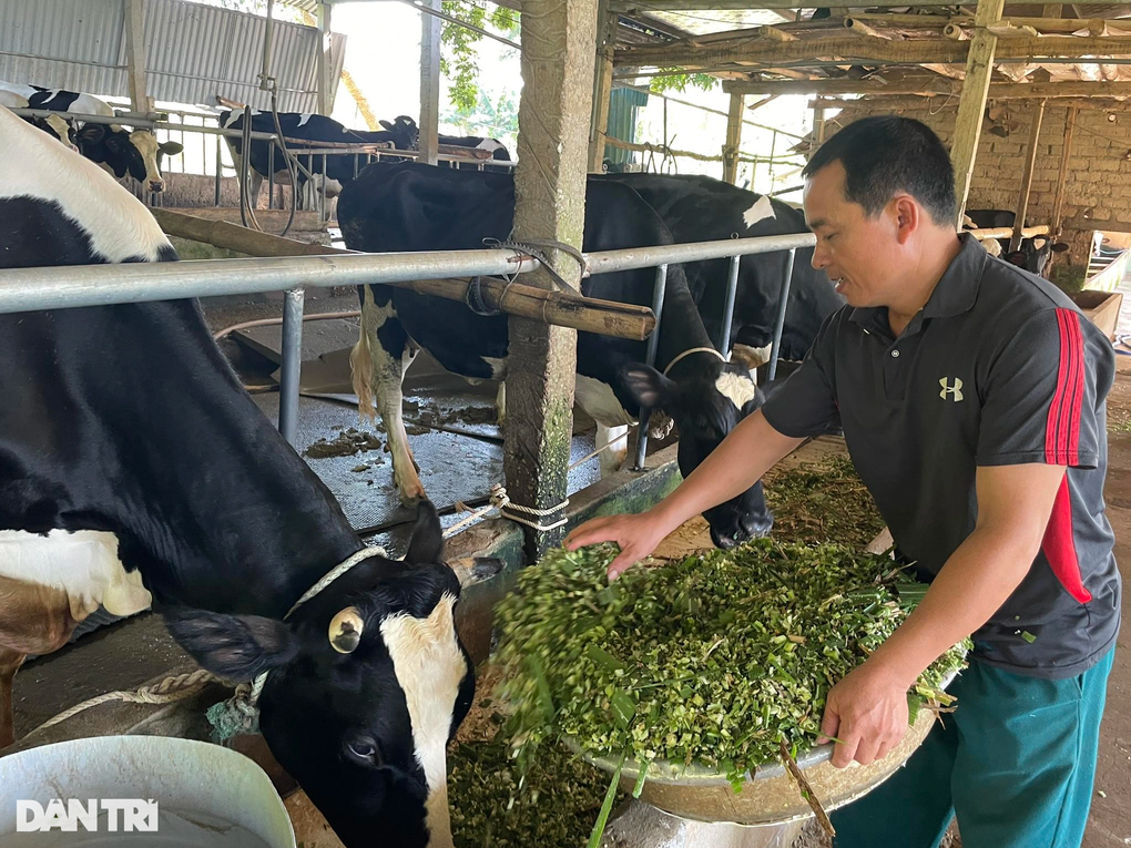 Đầu tư cả gia tài vào nuôi bò sữa, nông dân bất ngờ thu lãi lớn - 1