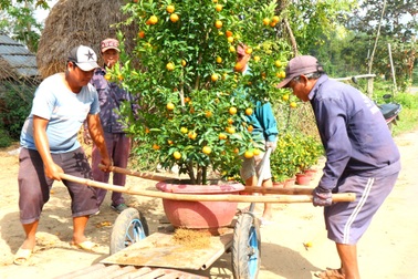 “Thủ phủ” quất cảnh Hội An rộn ràng xuống phố