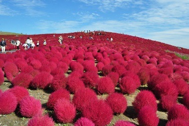 Đến Nhật nhớ khám phá ngọn đồi đẹp như cổ tích này