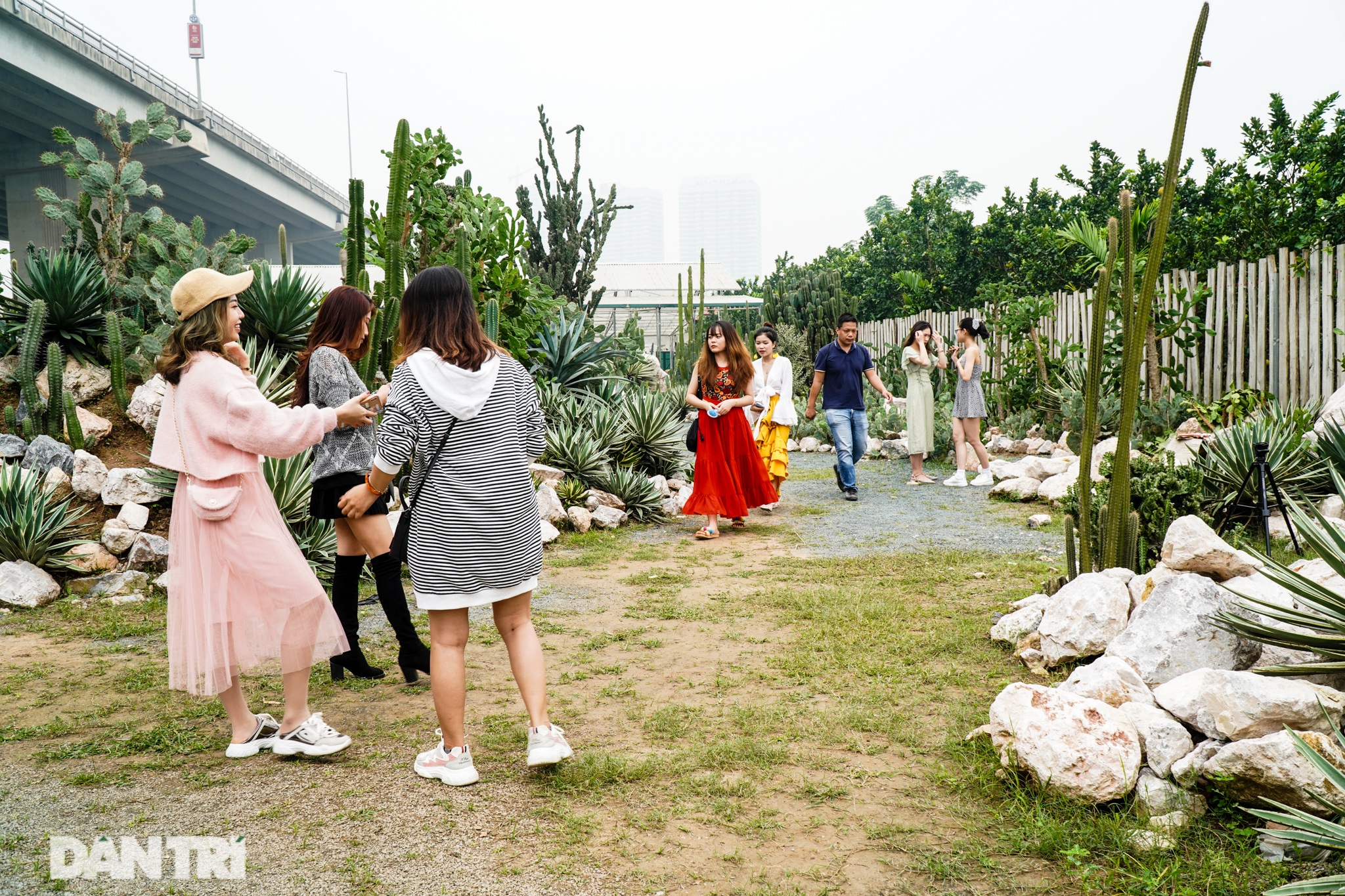 Những điểm check-in với xương rồng không thể bỏ qua ở Hà Nội - 15 Những điểm check-in với xương rồng không thể bỏ qua ở Hà Nội - 15