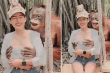 "Bàn tay hư" của chú đười ươi trêu ghẹo cô gái gây sốt mạng