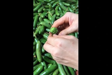 Tây Nguyên: Loại quả "tí hon" ít người biết giá đắt đỏ