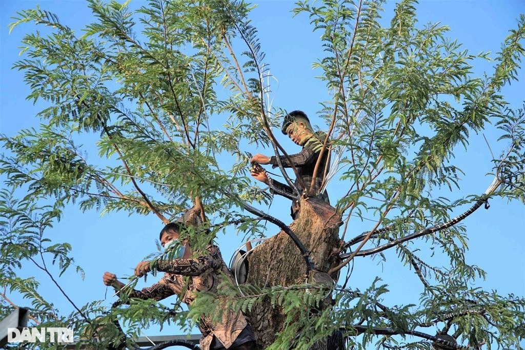 Lạ lùng nghề trang điểm cho cây kiểng hốt bạc triệu mùa Tết - 4 Lạ lùng nghề trang điểm cho cây kiểng hốt bạc triệu mùa Tết - 4