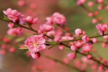 Khánh Hòa nghiêm cấm các trường tùy tiện cho học sinh nghỉ Tết