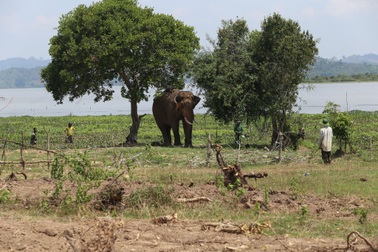 Vụ voi quật chết người: Cả chục nài voi tìm cách làm dịu con vật hung hãn