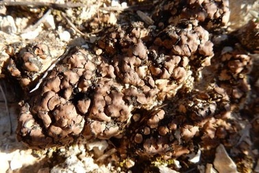 Sinh vật nhỏ bé mở ra cánh cửa tìm kiếm sự sống ngoài hành tinh