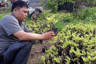 Chàng Thạc sỹ tỷ phú và quan niệm "tàn nhưng không phế"