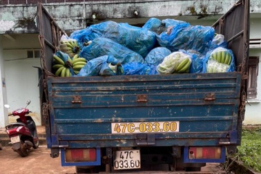 Tạm giữ xe tải chở 3 tấn chuối chặt trộm trong đêm